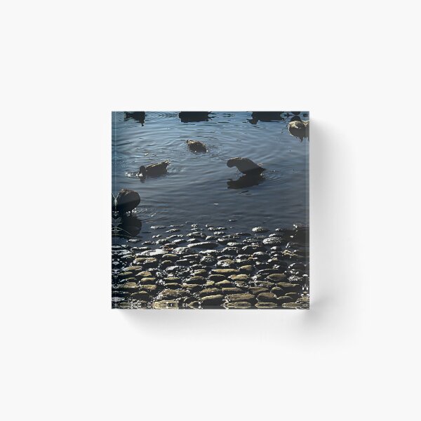 Item preview, Ducks at dusk. designed and sold by Paul Pasco.