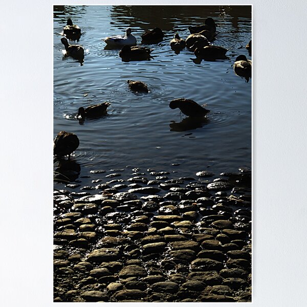 Item preview, Ducks at dusk. designed and sold by Paul Pasco.