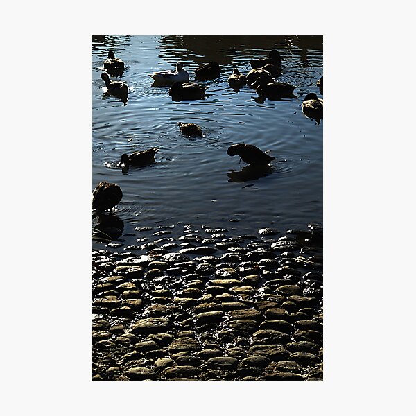 Item preview, Ducks at dusk. designed and sold by Paul Pasco.