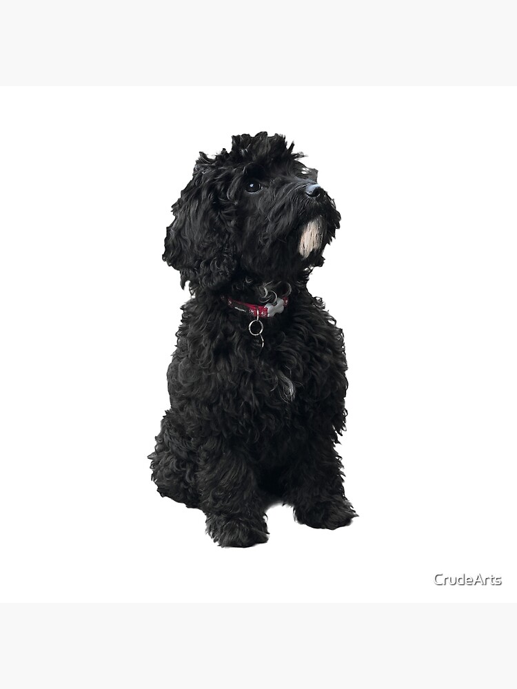 dog cockapoo black