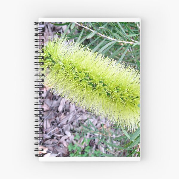 Item preview, Callistemon Pachyphyllus designed and sold by Margaret  Hyde.