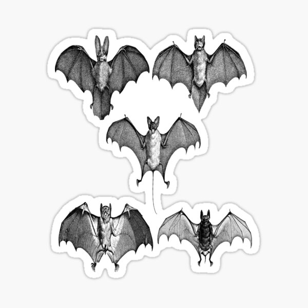 just-a-person-who-loves-bats-sticker-by-epicbeast-redbubble