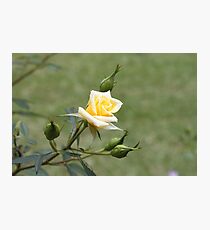Pale Yellow Photographic Print