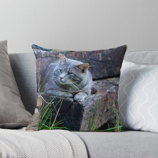 Item preview, Cat Photograph designed and sold by Pineappledear.