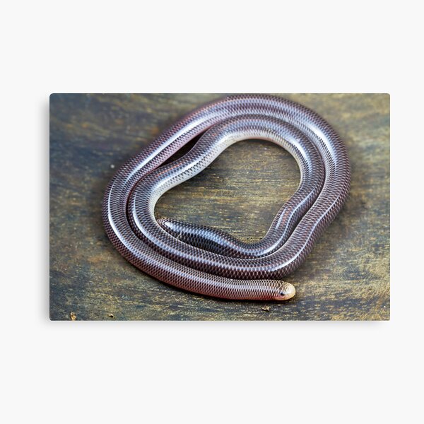 Blind Snake, Ramphotyphlops proximus Metal Print