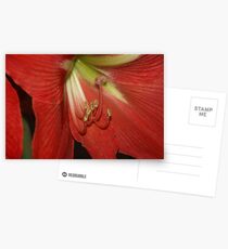 Amarillas in Red Postcards