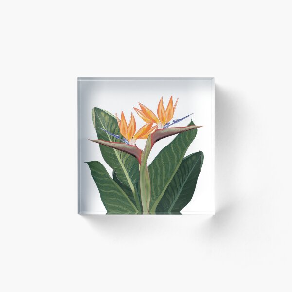 Strelitzia floral design on a white background Acrylic Block