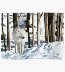 Arctic Wolf Poster