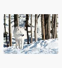 Arctic Wolf Photographic Print