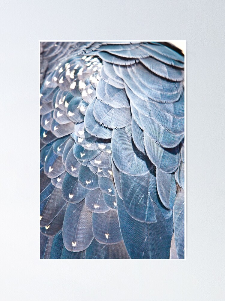 "Red Tailed Black Cockatoo Feathers" Poster for Sale by inthewild