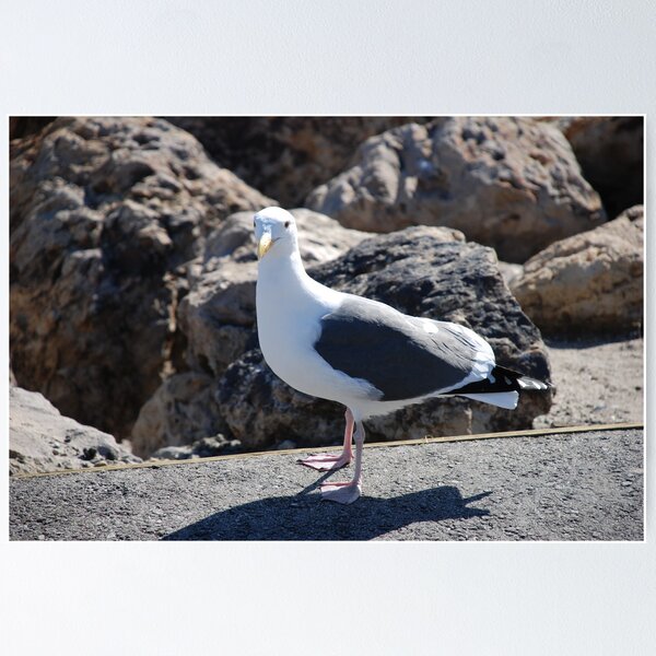 Item preview, Lonely Seagull designed and sold by Photos55.