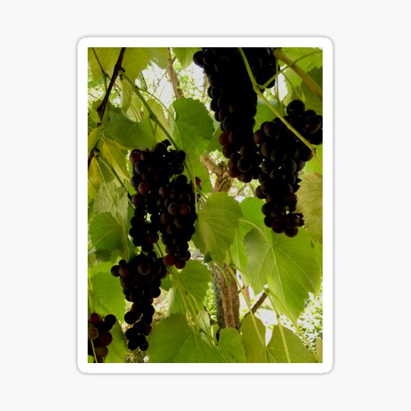 Item preview, Concord Grapes designed and sold by StephJChild.