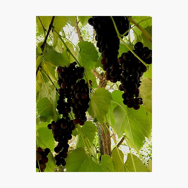 Item preview, Concord Grapes designed and sold by StephJChild.