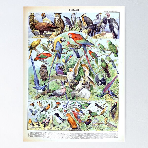 Item preview, Adolphe Millot - Oiseaux A - French vintage poster designed and sold by DejaVuStudio.