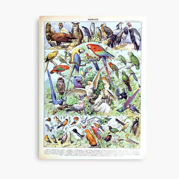 Item preview, Adolphe Millot - Oiseaux A - French vintage poster designed and sold by DejaVuStudio.