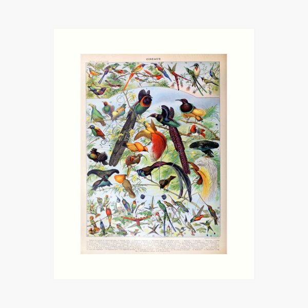 Item preview, Adolphe Millot - Oiseaux B - French vintage poster designed and sold by DejaVuStudio.