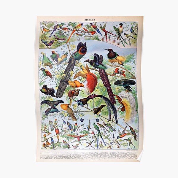 Adolphe Millot - Oiseaux B - French vintage poster Poster
