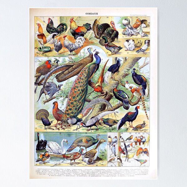 Item preview, Adolphe Millot - Oiseaux C - French vintage poster designed and sold by DejaVuStudio.