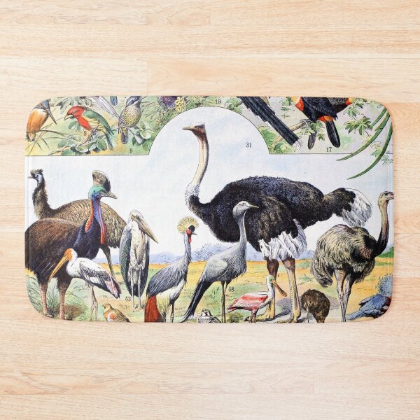 Item preview, Adolphe Millot - Oiseaux D - French vintage poster designed and sold by DejaVuStudio.
