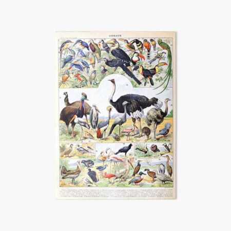Item preview, Adolphe Millot - Oiseaux D - French vintage poster designed and sold by DejaVuStudio.