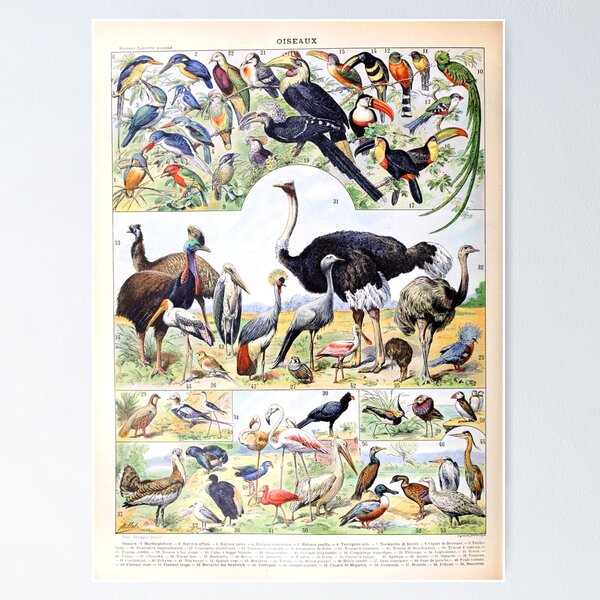 Item preview, Adolphe Millot - Oiseaux D - French vintage poster designed and sold by DejaVuStudio.
