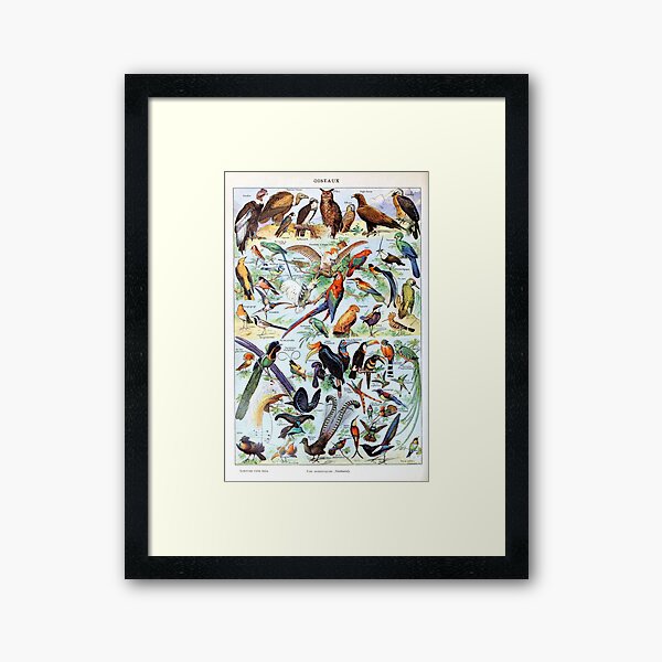 Item preview, Adolphe Millot - Oiseaux pour tous A - French vintage poster designed and sold by DejaVuStudio.