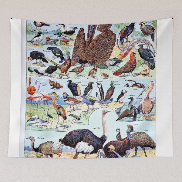 Item preview, Adolphe Millot - Oiseaux pour tous B - French vintage poster designed and sold by DejaVuStudio.