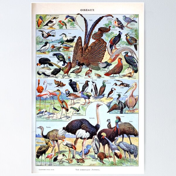 Adolphe Millot - Fleurs pour tous - French vintage poster Poster
