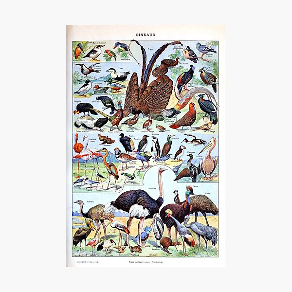 Item preview, Adolphe Millot - Oiseaux pour tous B - French vintage poster designed and sold by DejaVuStudio.