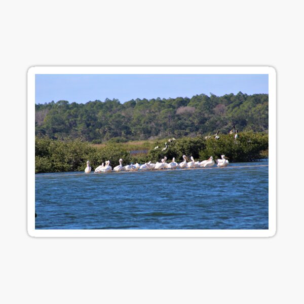 Flock of White Pelicans on a Sandbar Sticker
