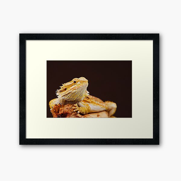 Central Bearded Dragon (Pogona vitticeps) Framed Art Print