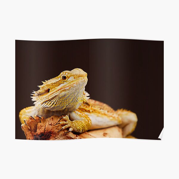 Central Bearded Dragon (Pogona vitticeps) Poster