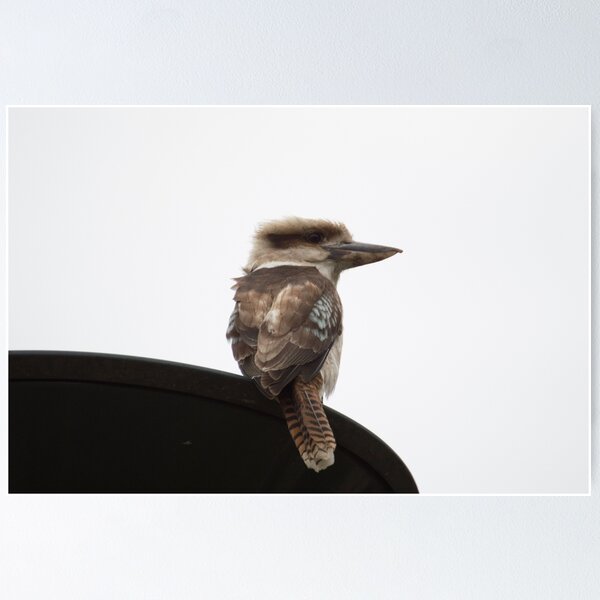 Item preview, Kookaburra designed and sold by LizardSpirit.