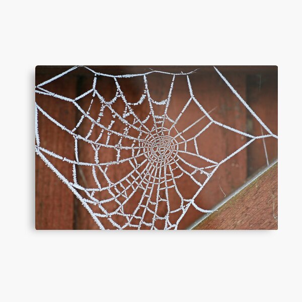 Frosty Cobweb Metal Print