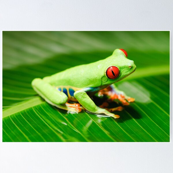 Item preview, Red Eyed Tree Frog designed and sold by Oscar Gutierrez.