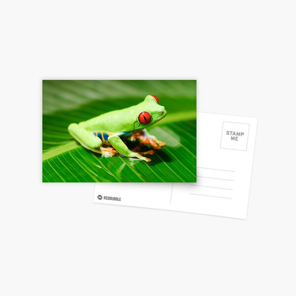 Red Eyed Tree Frog Postcard
