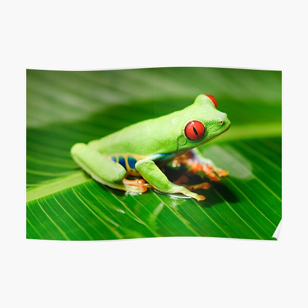 Red Eyed Tree Frog Poster