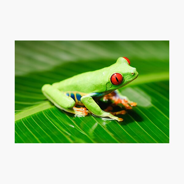 Red Eyed Tree Frog Photographic Print