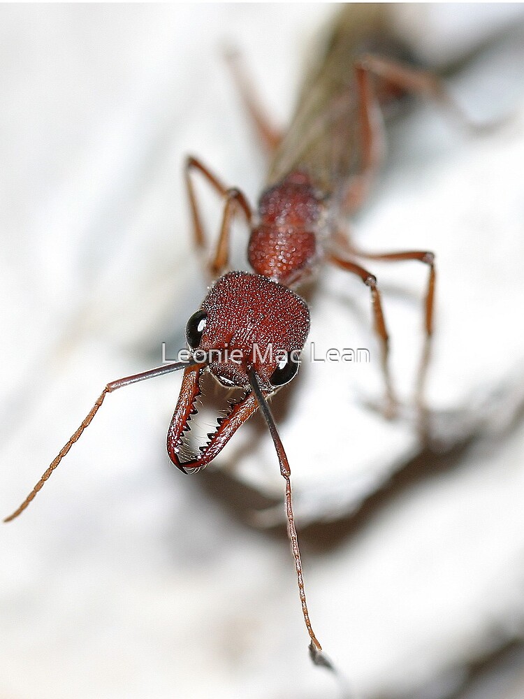 Australian Ant by yallmia