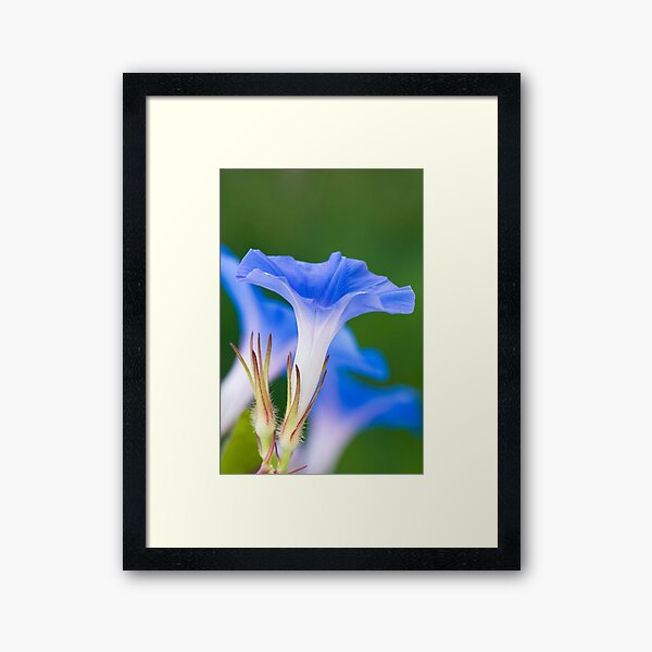 Blue Morning Glory Framed Art Print