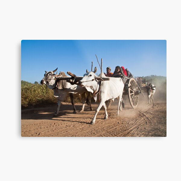 Ox power - the 'new' environmentally green solution? Metal Print