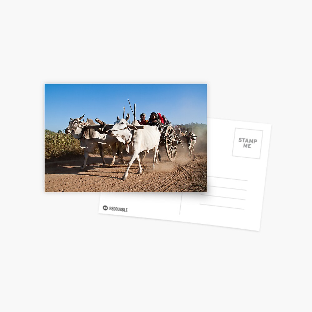 Ox power - the 'new' environmentally green solution? Postcard