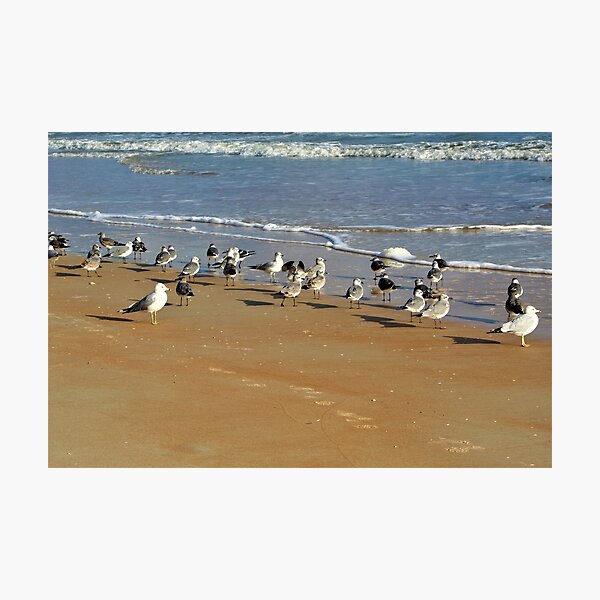 Did Someone Say Beach Party? Photographic Print