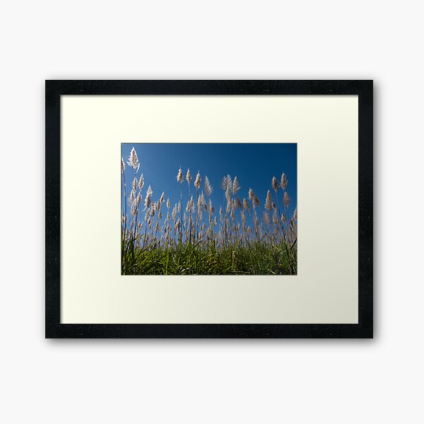 Sugar Cane blues Framed Art Print