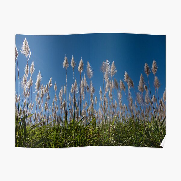 Sugar Cane blues Poster