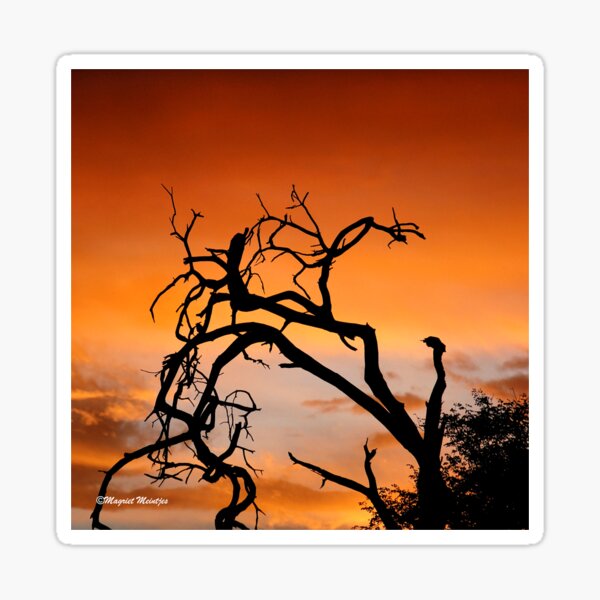 THE LONELY TREE AT GOLDEN HOUR Sticker
