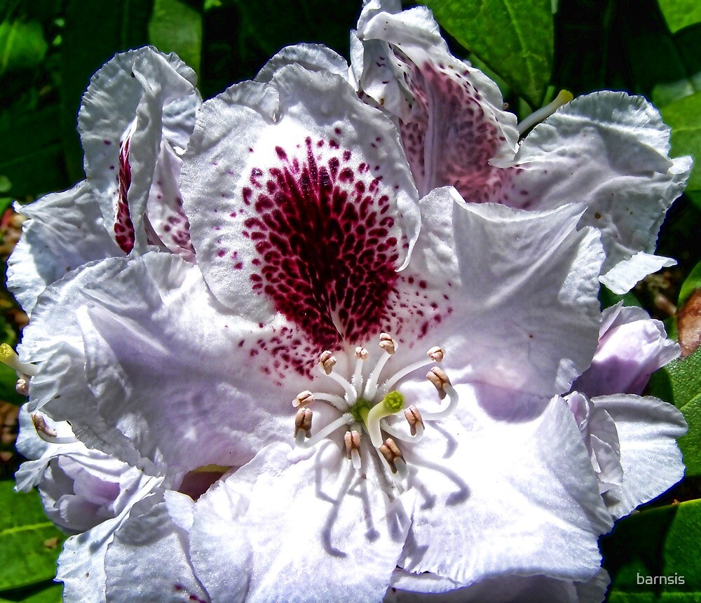 “Rhododendron Sappho - Close up” by barnsis | Redbubble