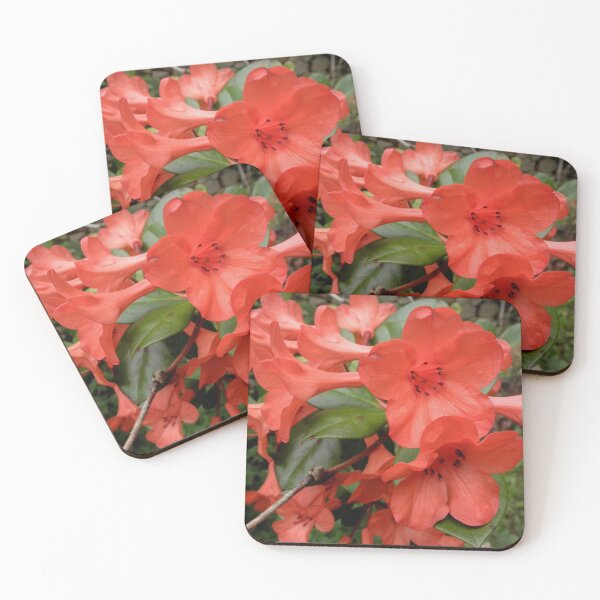 Item preview, Red Rhodo, Wollongong Escarpment, N.S.W. Australia. designed and sold by kaysharp.