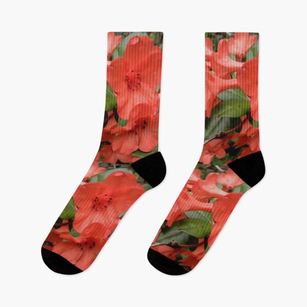 Item preview, Red Rhodo, Wollongong Escarpment, N.S.W. Australia. designed and sold by kaysharp.