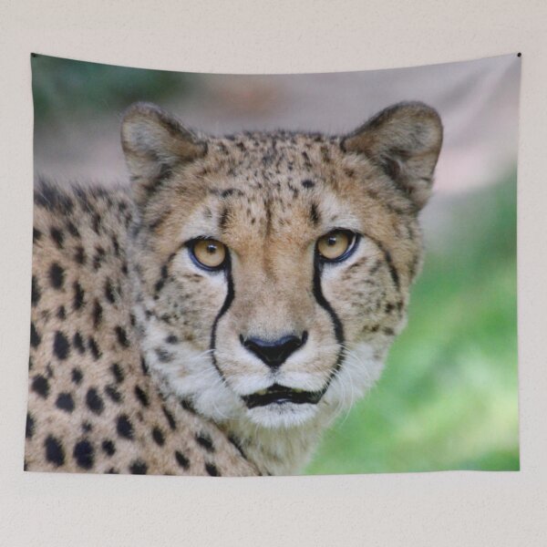 Item preview, Cheetah 002 designed and sold by JAMFoto.